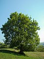 Field maple, Germany