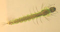 Anopheles larva