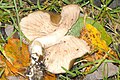 Entoloma lividoalbum