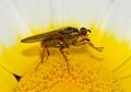 * Nomination A Yellow Dung-fly, Scatophaga stercoraria. -- Alvesgaspar 18:09, 20 August 2010 (UTC) * Promotion OK for me. --Nevit 23:13, 20 August 2010 (UTC)