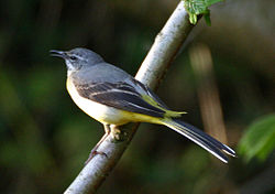 Motacilla cinerea.