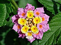 * Nomination Flower of Lantana camara. --Quartl 08:33, 8 August 2010 (UTC) * Promotion for me QI --Alchemist-hp 18:43, 8 August 2010 (UTC)