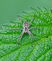 * Nomination Nursery Web Spider. --Quartl 09:24, 14 August 2010 (UTC) * Promotion --ComputerHotline 09:51, 14 August 2010 (UTC)