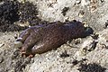 一隻在加利福尼亞州莫羅灣（Morro Bay）的海兔（sea hare）。