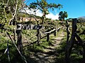 sendero al cráter del ilamatepec