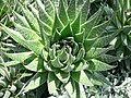 Αλόη η αθερώδης Aloe aristata