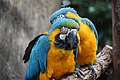 Blue and Yellow Macaw