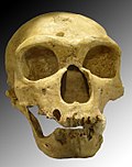 Homo sapiens neanderthalensis