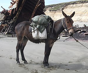 Ένα αργεντίνικο μουλάρι ονόματι Χουανθίτο