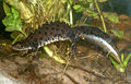 Crested newt