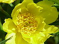 Paeonia ludlowii (syn. Paeonia lutea var. ludlowii)