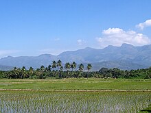 A flooded rice field in Tamil Nadu. Rice paddies are a favoured winter feeding ground for ruff