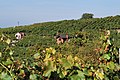 Hessigheim.}} English: Vineyards in the Neckar valley in Hessigheim, German Federal State Baden-Württemberg.