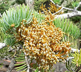 Foliage, with Arceuthobium abietinum infestation, Spring Mountains, southern Nevada