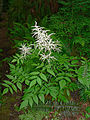 Geitenbaard (Aruncus)