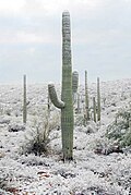 雪の積もったベンケイチュウ