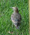 European Starling