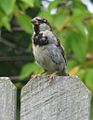 House Sparrow