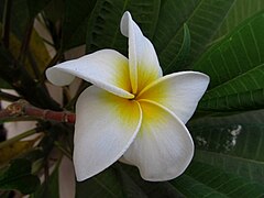 Plumeria (Indian Champa) di Surat, India