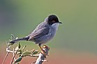 Սարտինեան երգակը Μαυροτσιροβάκος - Sardinian warbler