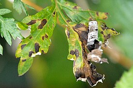 Septoria artemisiae