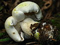 Tricholoma sulphurescens