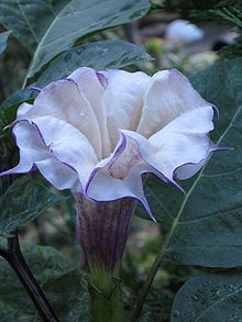 Datura metel