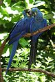 Hyacinthinus Macaw