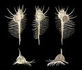 ◆2012/10-77 Bones, shells and fossils 141 Commons:Picture of the Year/2012/R1/Murex pecten 001.JPG