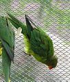 Perfect Lorikeet