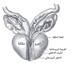 الحويصلات المنوية وأمبولة الأسهر تظهران من الأمام. الجدار الأمامي للأمبولة اليسرى، والحويصلة المنوية اليسرى، والإحليل الموثي (مقطوعة).