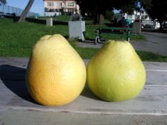 Citrus maxima