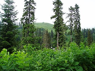 Abies nordmanniana and Picea orientalis trees, Abastumani, Georgia