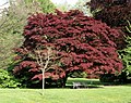 Fagus sylvatica purpurea