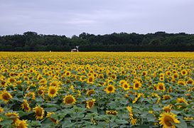 Helianthus annuus (sunflowers)