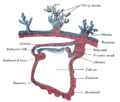 Lateral section through the mammalian blastodisc.