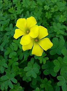 Oxalis pes-caprae in Israel. Picture by Zachi Evenor.