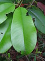 List blýskalky Photinia serratifolia