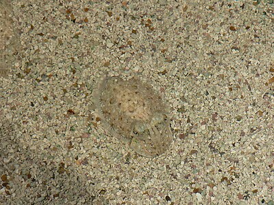 Cuttlefish at Chromatophore, by Raul654