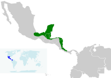 A map of Central America showing the range of the black-cowled oriole as a green strip along the Caribbean coast