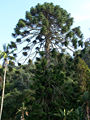 Palácio de Monserrate, Araucaria