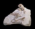 * Nomination Oligocene rabbit -- Archaeodontosaurus 16:44, 7 August 2010 (UTC) * Promotion Very good -- George Chernilevsky 18:13, 7 August 2010 (UTC)