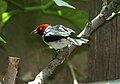 Red Capped Cardinal