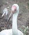 Siberian Crane