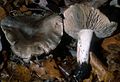 Tricholoma pullum