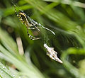 Argiope bruennichi