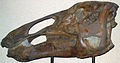 Edmontosaurus annectens, National Museum of Natural History, Washington D.C.