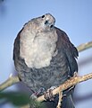 White-throaded Ground Dove Male