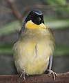 Blue Crowned Laughing Thrush