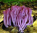 en:List_of_Agaricales_families, en:Clavaria, en:Clavarioid_fungi, ...